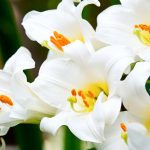 Traditional Funeral Flowers