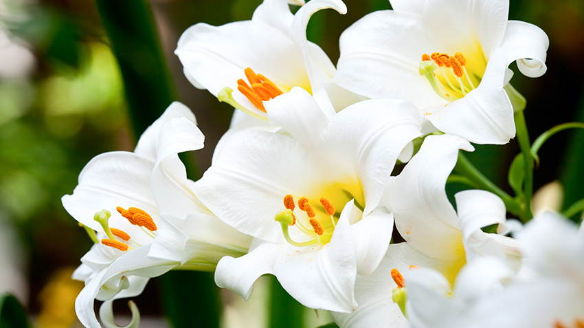 Traditional Funeral Flowers