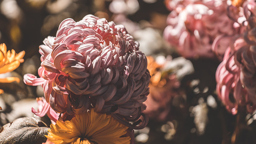 Condolence Flowers